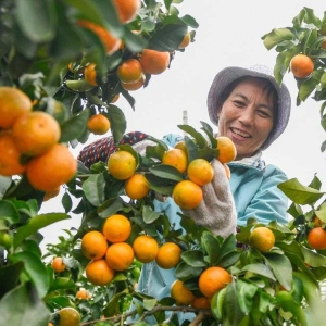 秋日“丰”景好