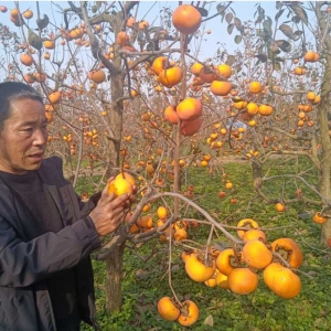 周耀伟：一颗甜柿映初心