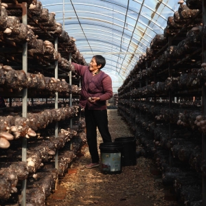 湖北枣阳：香菇产业富乡村