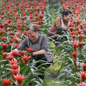 湖北钟祥：千亩花海铺就乡村“致富路”