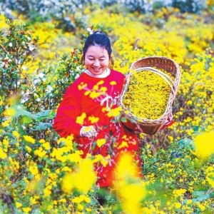 野菊花带动农民致富