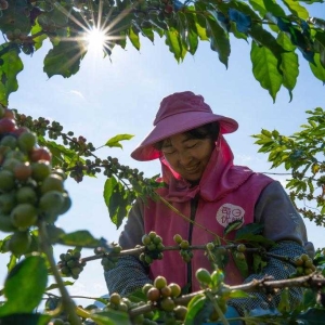 云南保山：咖啡进入收获季