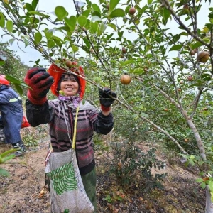 油茶果飘香采收忙