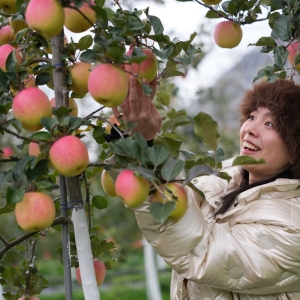 四川茂县：苹果产业助力乡村振兴