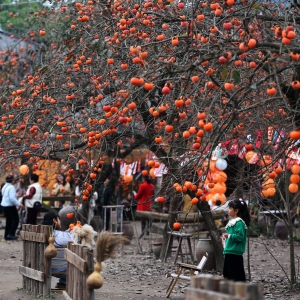 柿子催“红”乡村游