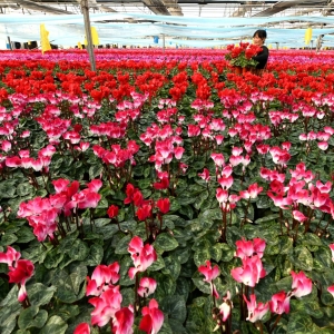 “鲜花经济”助增收