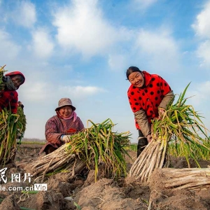 河南宁陵：大葱喜丰收