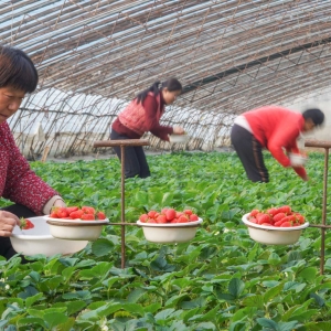 设施农业积极供应寒冬消费市场