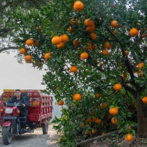 清江椪柑采销忙