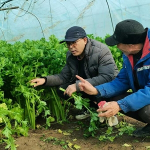 樊红杰驻村帮扶效果明显