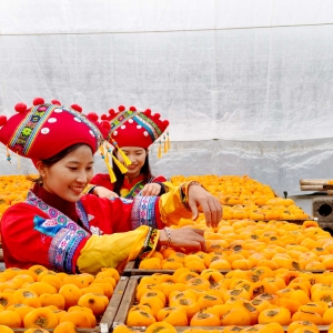 广西平乐：冬日柿红丰收景