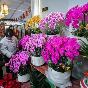 年宵花卉迎新年