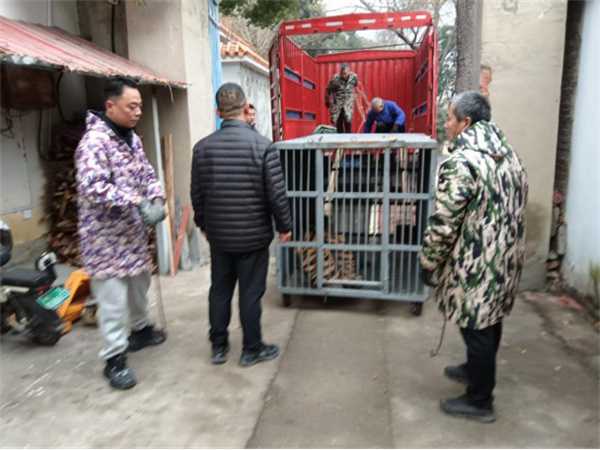 南阳市宛城区林业局：牵头完成东北虎紧急救助任务