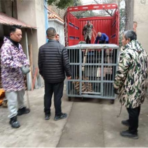 南阳市宛城区林业局：牵头完成东北虎紧急救助任务