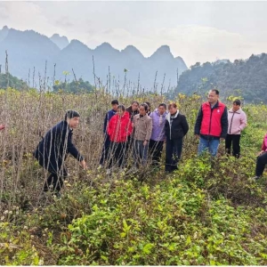 技术帮扶助力蚕桑产业提质增效