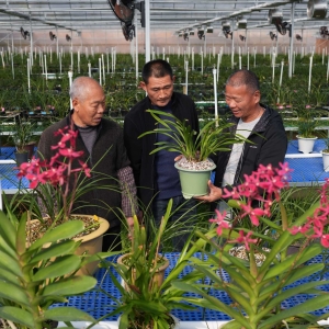 浙江绍兴：乡村兰苑花飘香