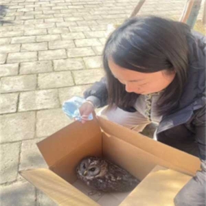 唐河：巡护员及时救援 受困灰林鸮重返自然