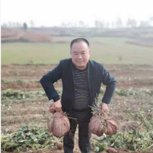 三百年薯香续传奇：从宫廷贡品到乡村振兴金饽饽