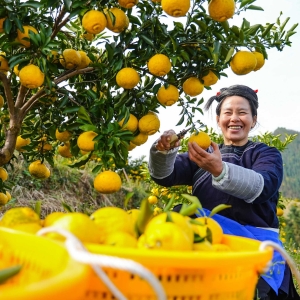 “柚”见丰收