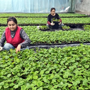 育苗产业 助农增收