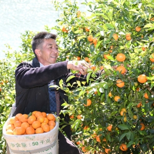 金沙江畔 柑橘飘香