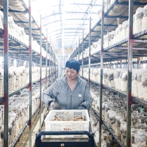 订单菌菇“香饽饽”