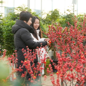 冬闲人不闲  温棚致富忙