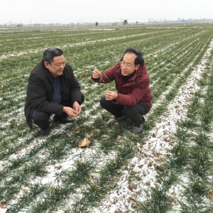 应对雨雪天气 科学指导小麦生产