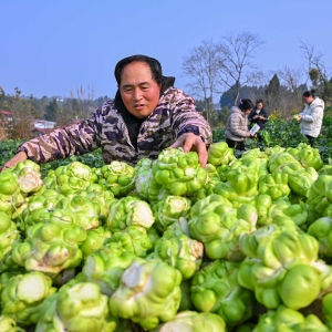 订单蔬菜收获忙