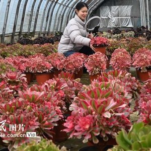 多肉植物俏销市场