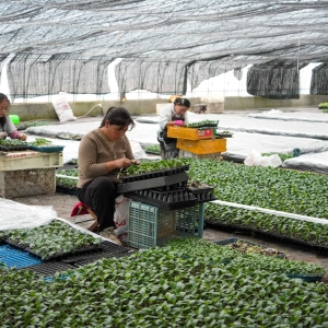 冬季大棚蔬菜种苗嫁接忙