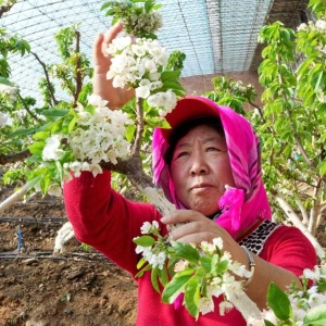 大棚樱桃花开果农忙