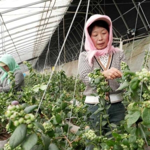 特色果蔬种植促农增收