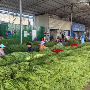 瓜果菜出岛 销售热火朝天