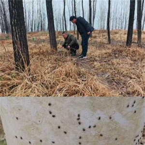 南阳市宛城区林业局开展春季草履蚧专项普查工作