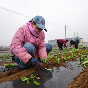 河北新乐：人勤春来早 田间耕作忙