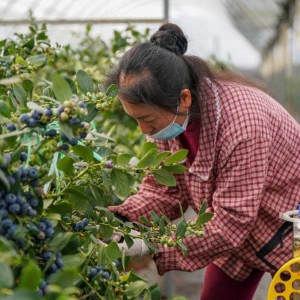 云南蒙自：联农带农兴产业 蓝莓飘香海内外