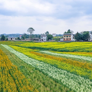 四川广安：油菜花开乡村美 春色如画引客来