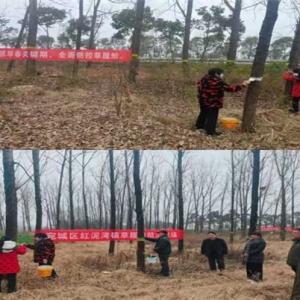 南阳市宛城区：抢抓早春关键期 筑牢生态防护网