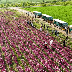 新疆伊犁：“鲜花经济” 助农增收