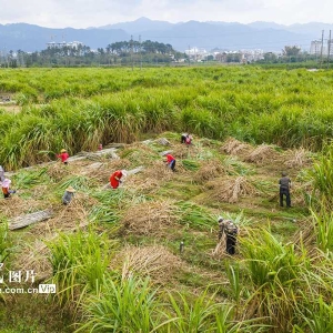 广西蒙山：采收甘蔗