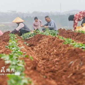 湖南道县：栽种红薯苗