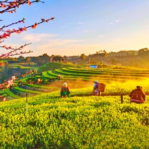 四川泸州：茶山春意浓 采摘正当时