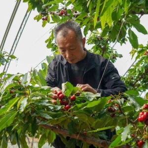 樱桃树下管护忙