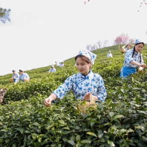 河南信阳：茶山之上采茶忙