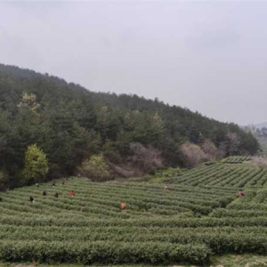桐柏县程湾镇：茶香漫山野 产业绽新颜