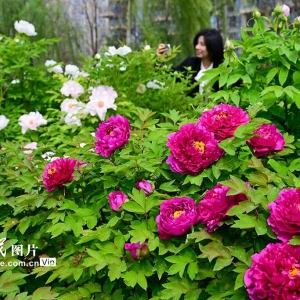 河南洛阳：牡丹花开