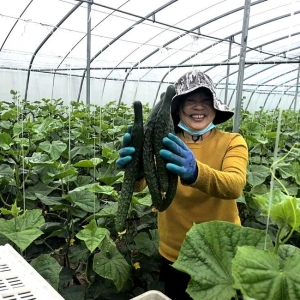 河南舞钢：大棚黄瓜喜丰收