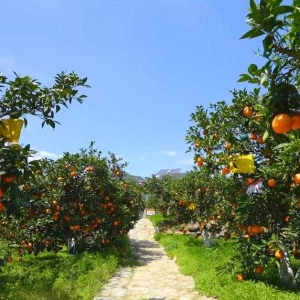重庆奉节：三峡四月橙飘香