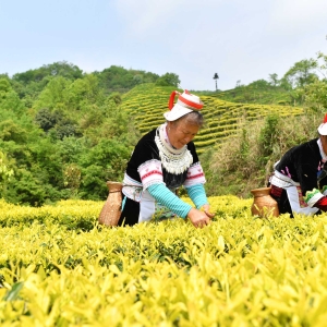 贵州黄平：茶旅融合赋能乡村振兴